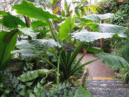 Imagem de Alocasia macrorrhizos (L.) G. Don