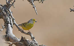 Image of Corsican Citril Finch