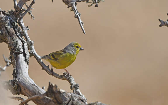 Imagem de Carduelis corsicana (Koenig & AF 1899)