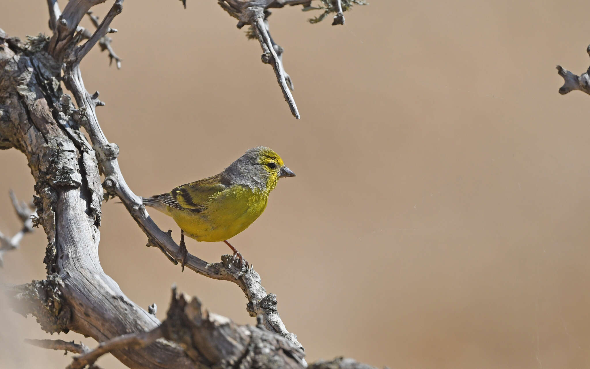 Image of Corsican Citril Finch