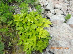 Ligusticum scoticum subsp. hultenii (Fern.) Calder & Roy L. Taylor resmi