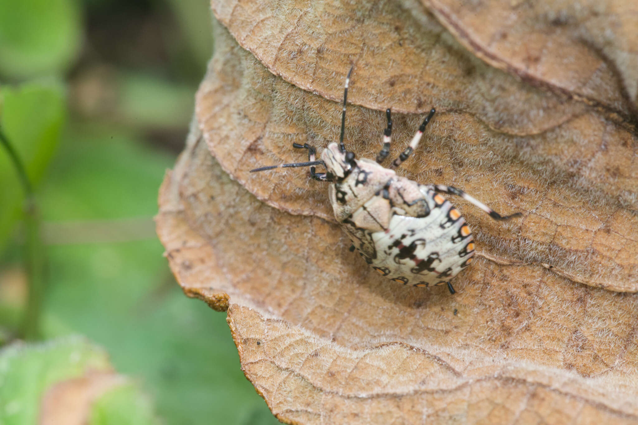 Image of Apateticus (Apateticus) lineolatus (Herrich-Schaeffer 1840)