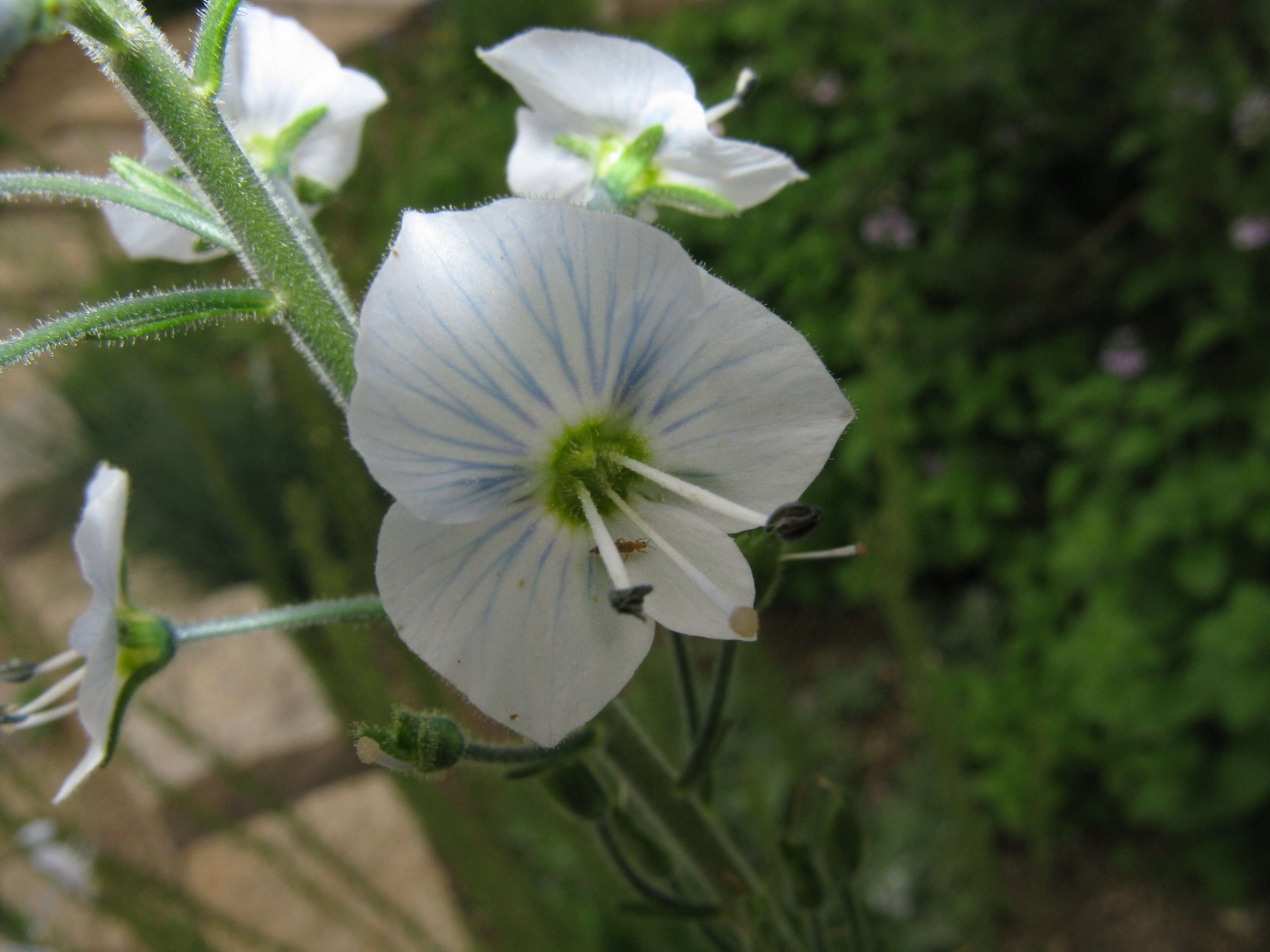 Image of Veronica gentianoides Vahl