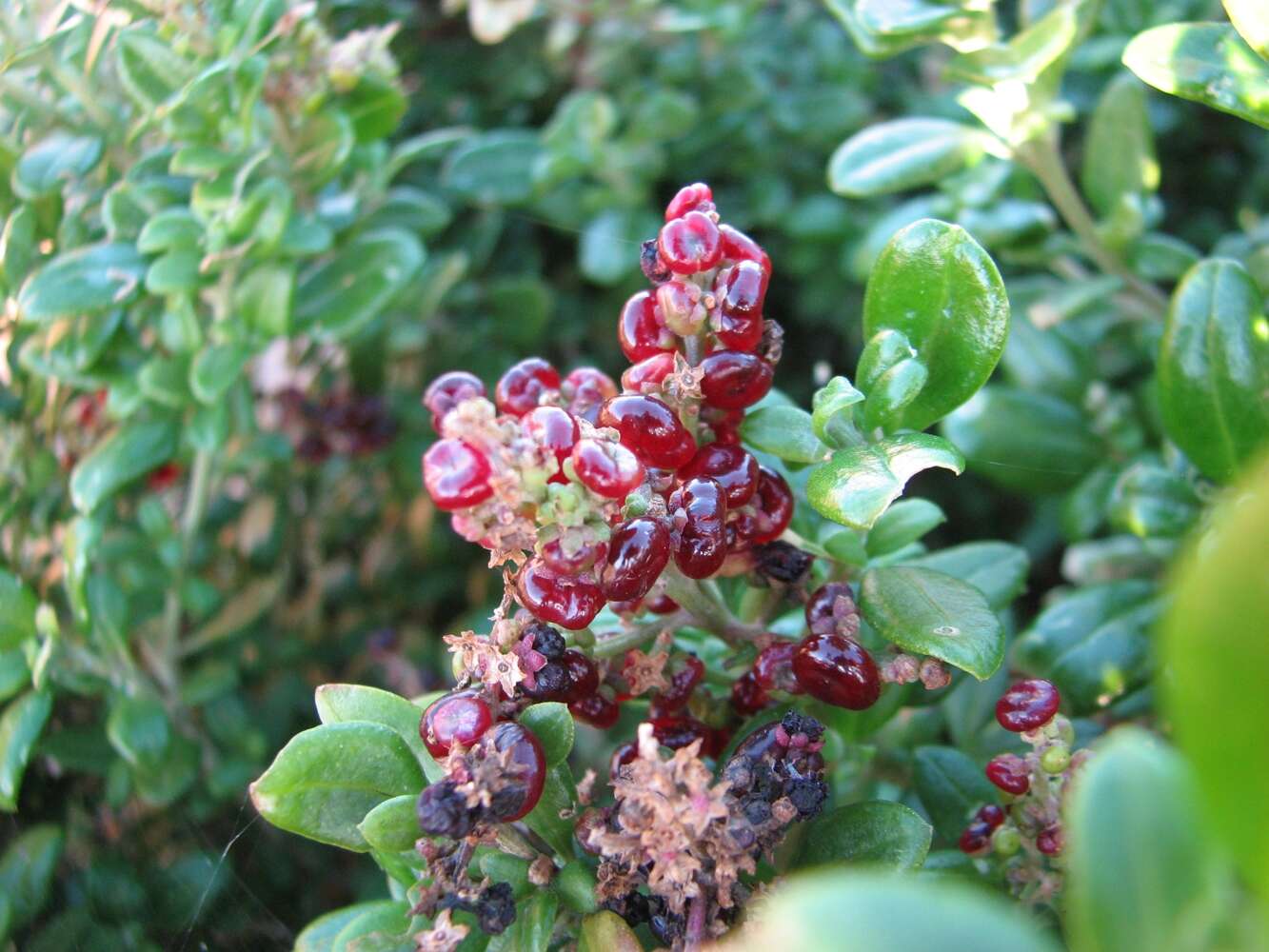 Chenopodium candolleanum (Moq.) S. Fuentes & Borsch的圖片