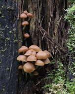Image of Conifer woodtuft