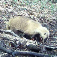 Image of Japanese Badger