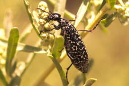 Image of Epicauta (Epicauta) pardalis Le Conte 1866