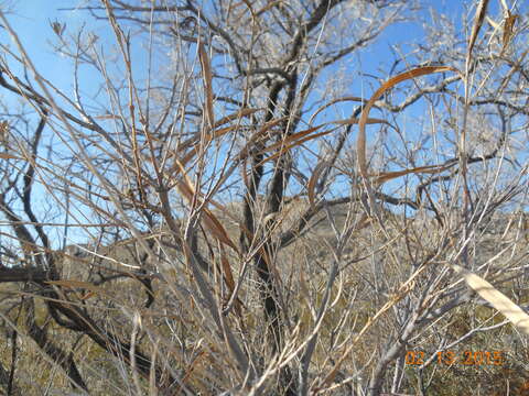 Image of desert willow