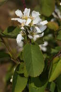 Слика од Amelanchier alnifolia (Nutt.) Nutt.