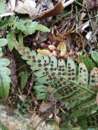 Plancia ëd Dryopteris fuscipes C. Chr.