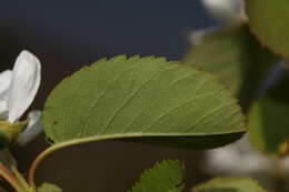 Слика од Amelanchier alnifolia (Nutt.) Nutt.