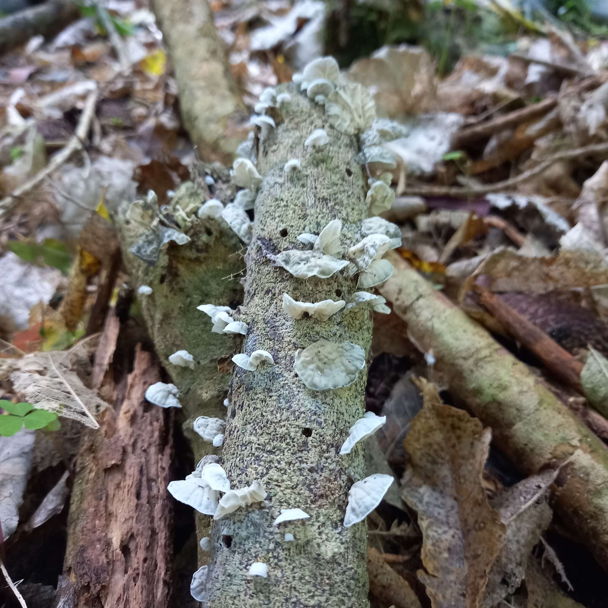 Image of Campanella tristis (G. Stev.) Segedin 1993