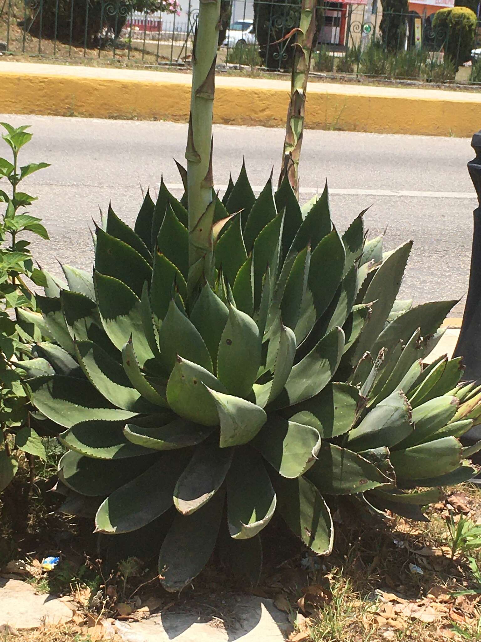 Image of Chamula agave