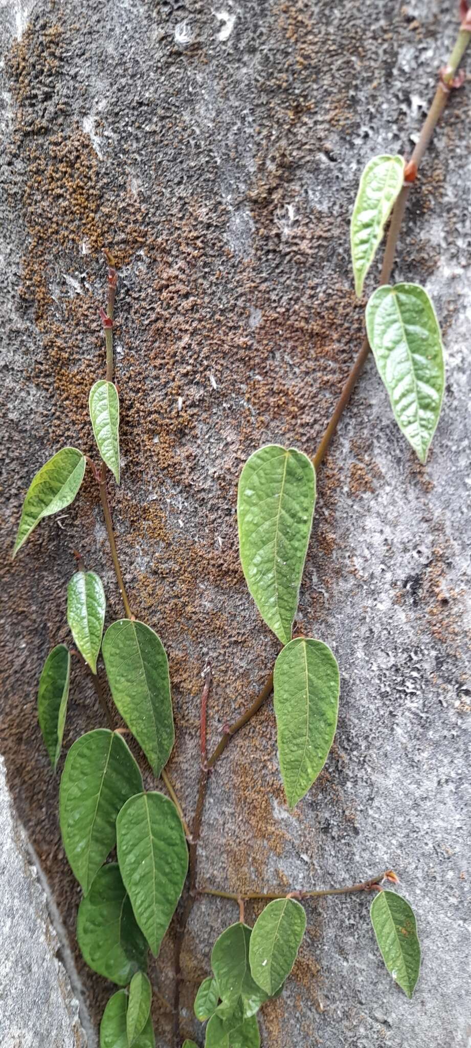 Image of Ficus sarmentosa Buch. ex J. E. Smith