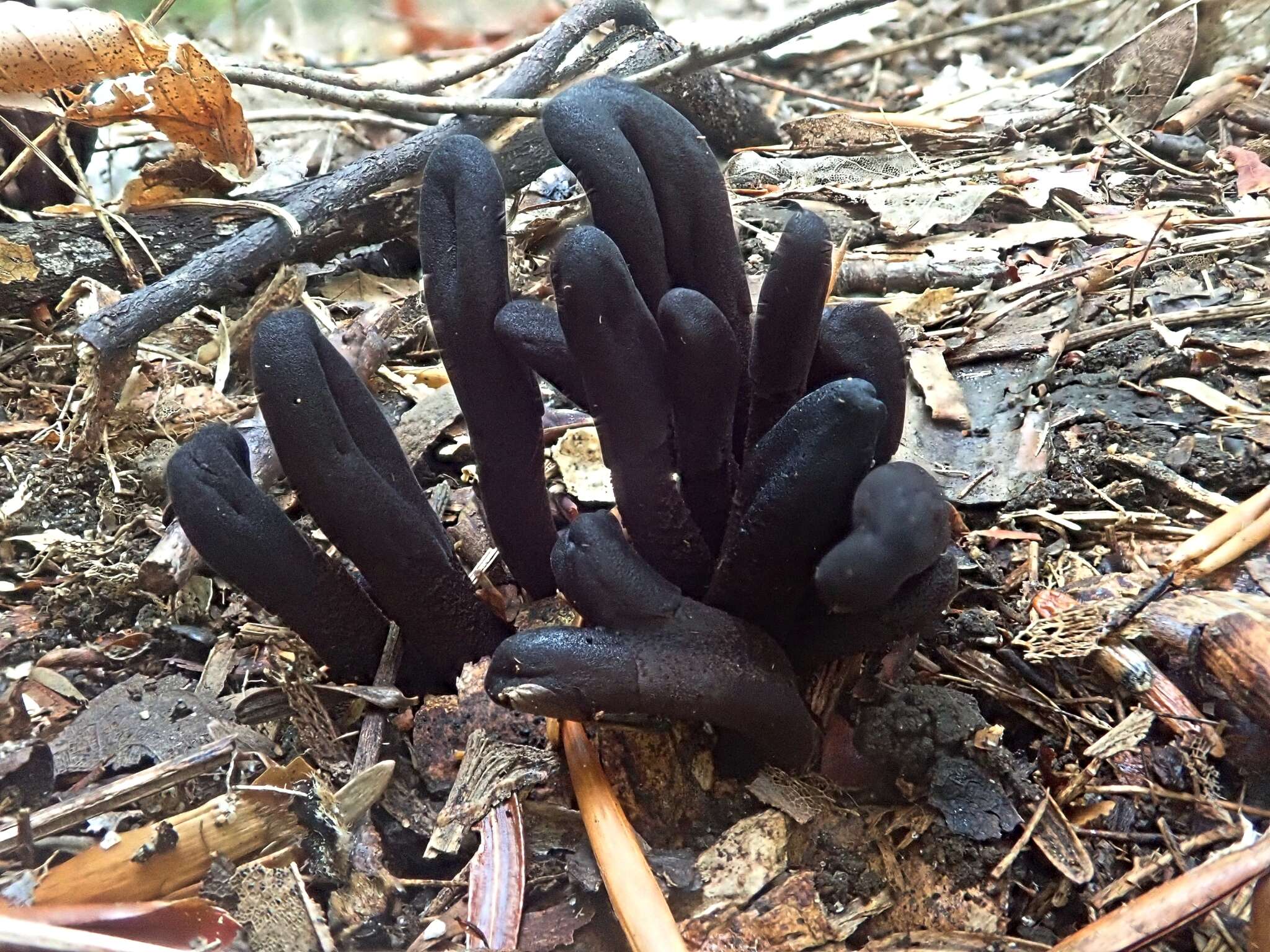 Image of Dark purple earth tongue