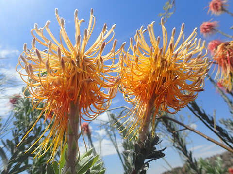 Image of Rocket pincushion