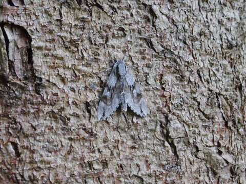 Image of Pine hawkmoth