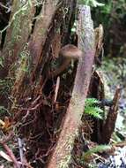 Inocybe lanuginosa (Bull.) P. Kumm. 1871 resmi