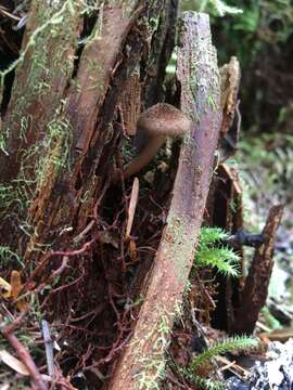 Inocybe lanuginosa (Bull.) P. Kumm. 1871 resmi