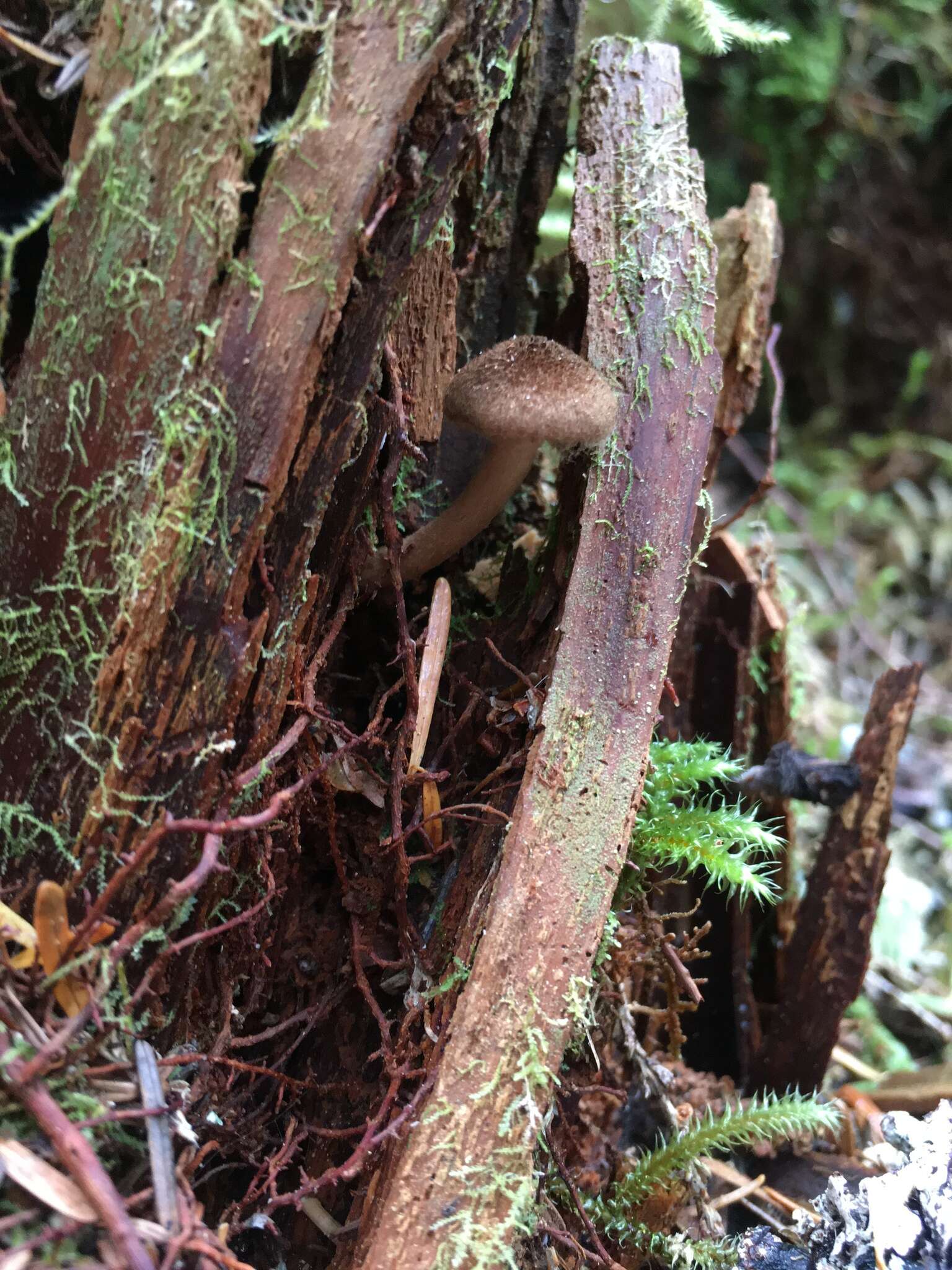 Imagem de Inocybe lanuginosa (Bull.) P. Kumm. 1871