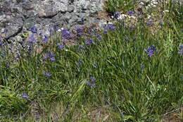 Image de pommes des prairies