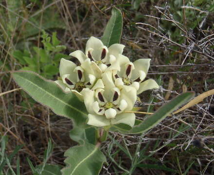 Image of Pachycarpus schinzianus (Schltr.) N. E. Br.