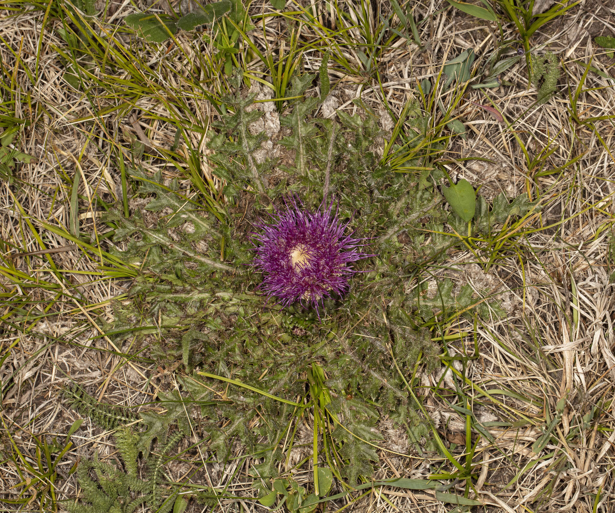 Plancia ëd Cirsium drummondii Torr. & A. Gray