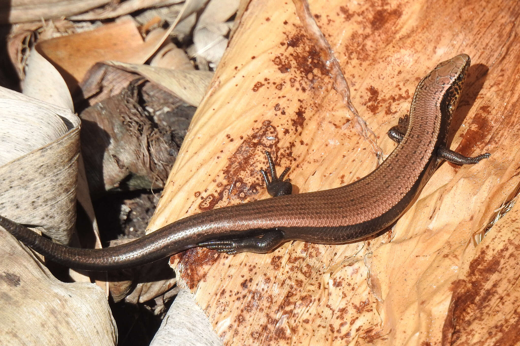 Image of Chalcides sexlineatus bistriatus Steindachner 1891