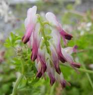 Image of white ramping fumitory