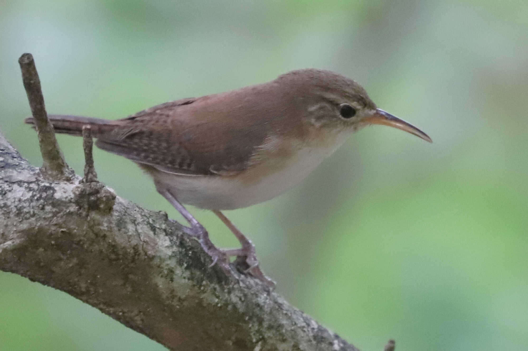 Слика од Troglodytes aedon mesoleucus (Sclater & PL 1876)