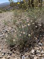 Erigeron parishii A. Gray resmi