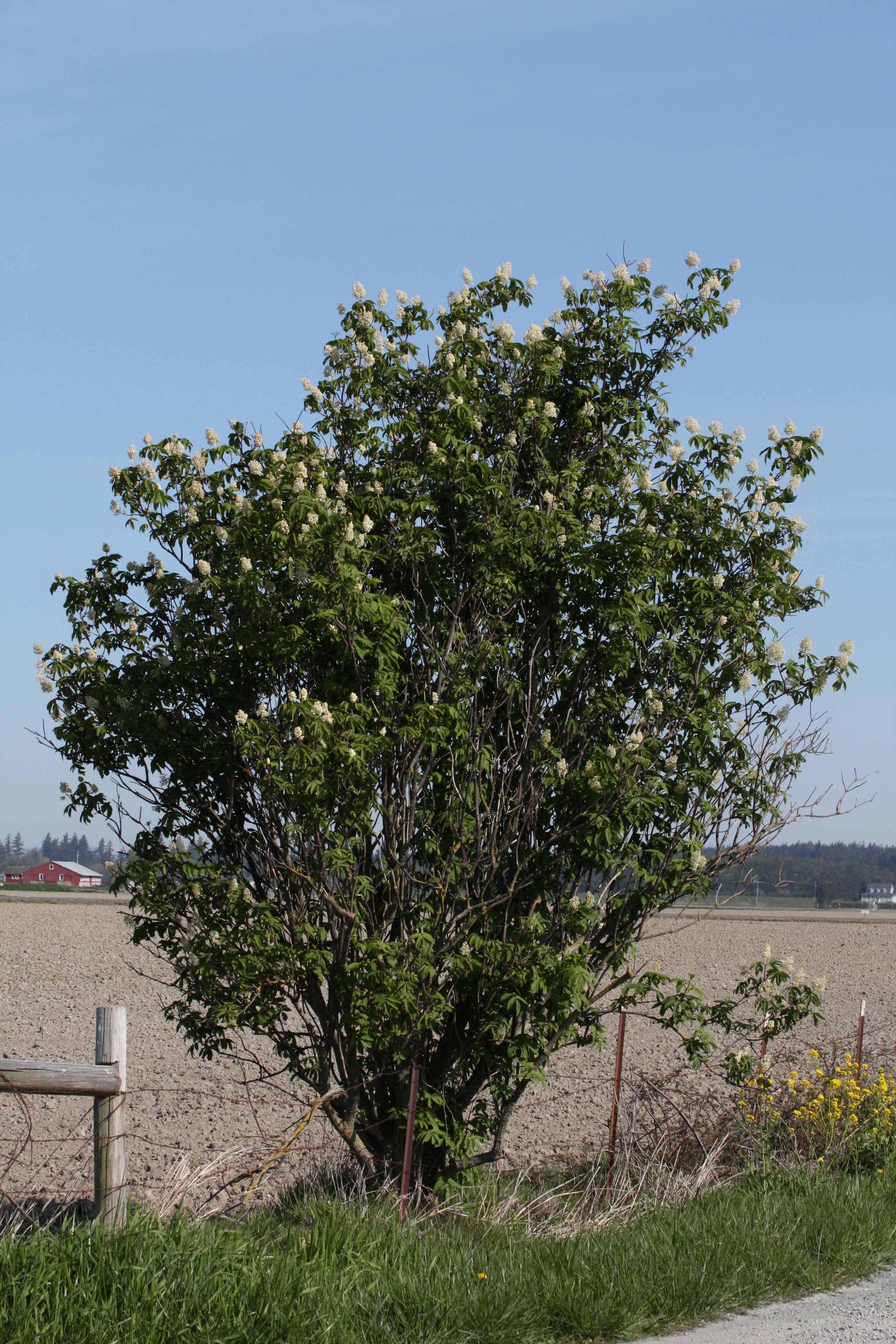 Image of Red-berried Elder