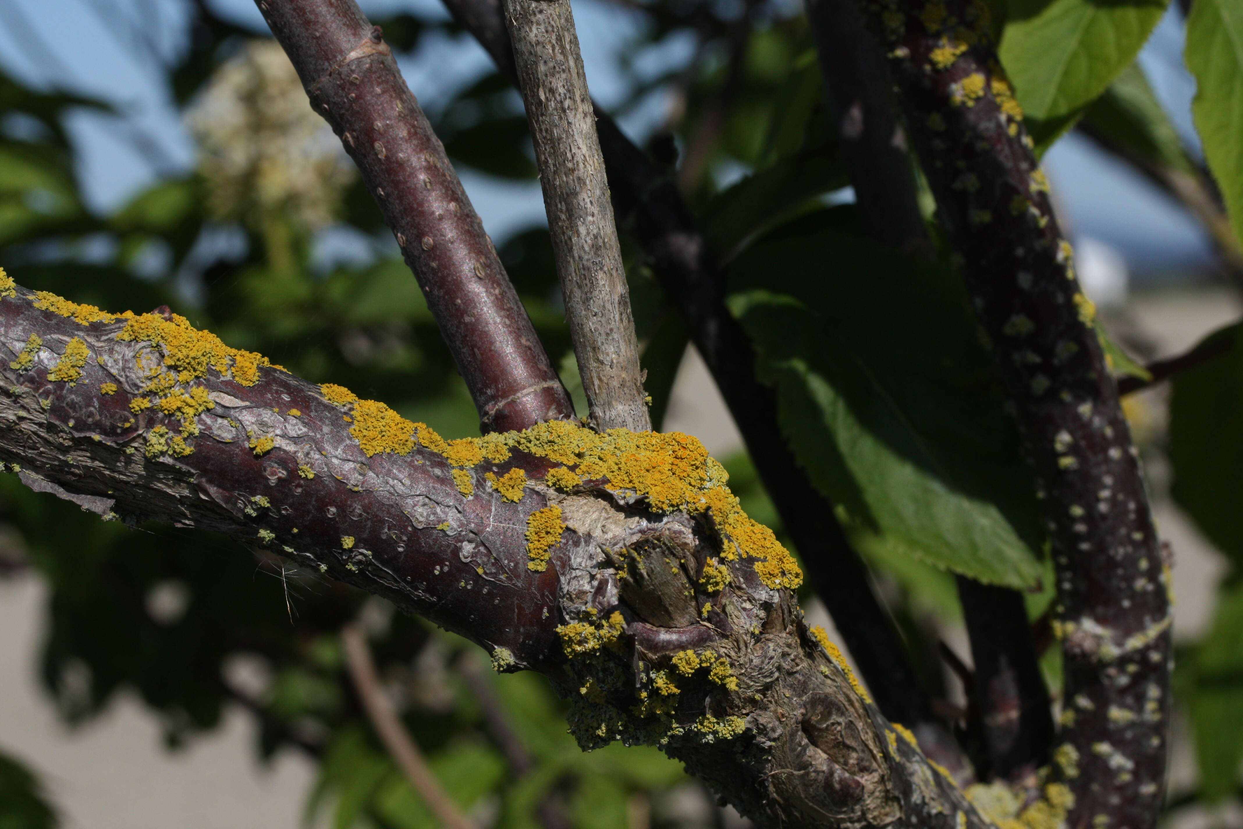 Imagem de Sambucus racemosa L.