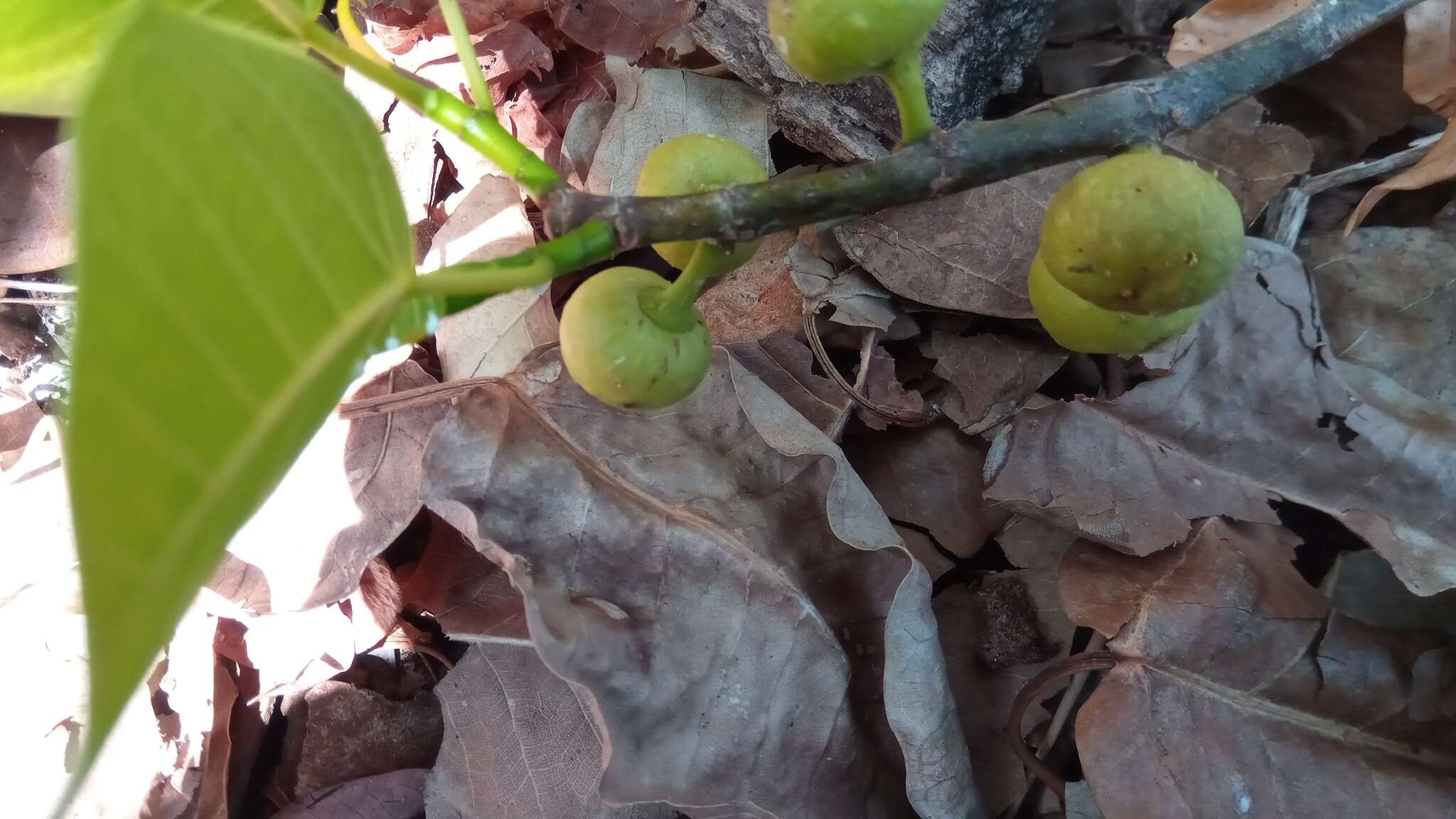 Слика од Ficus grevei Baill.