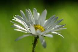 Image of Daisy