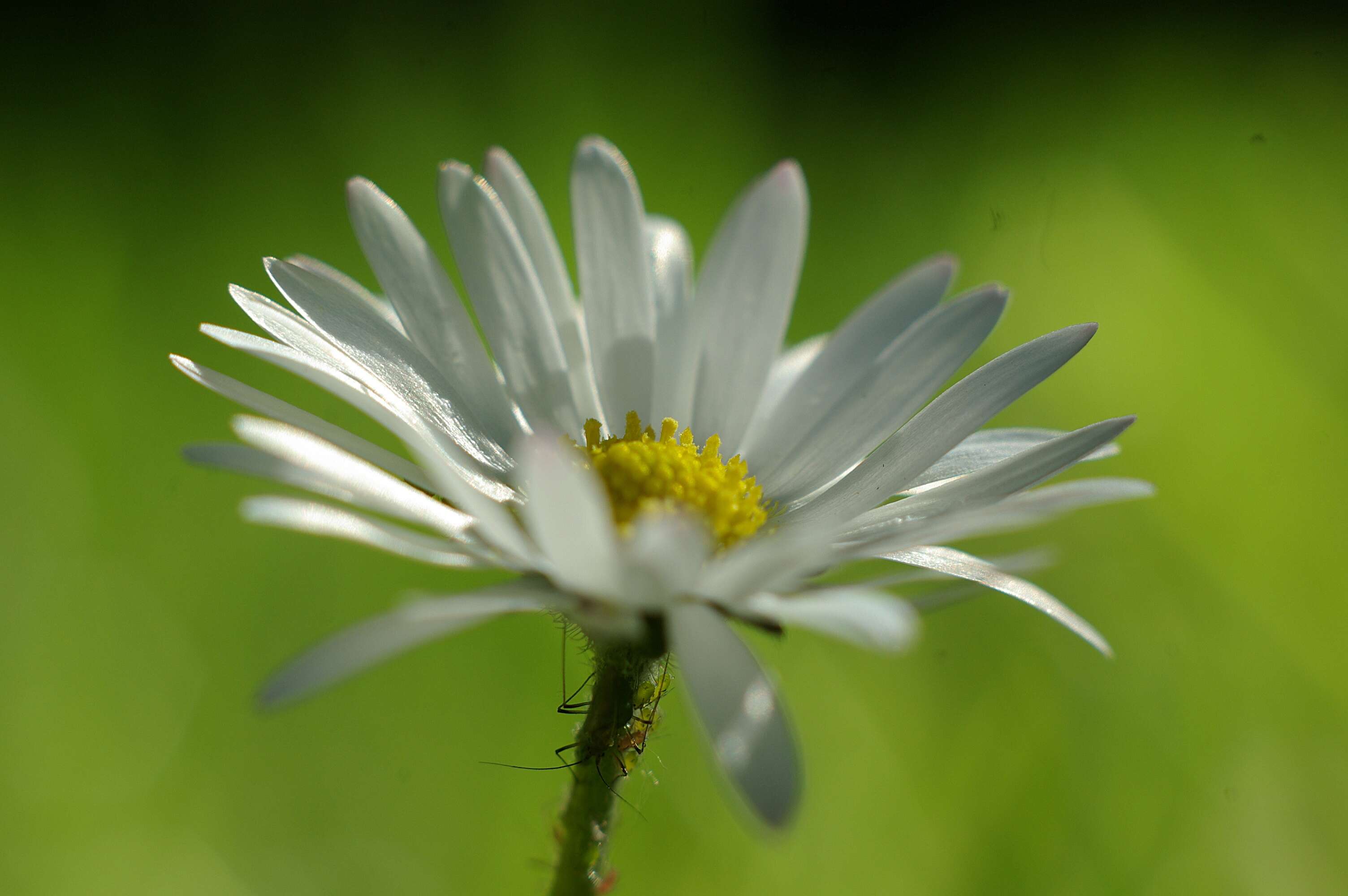 Image of Daisy