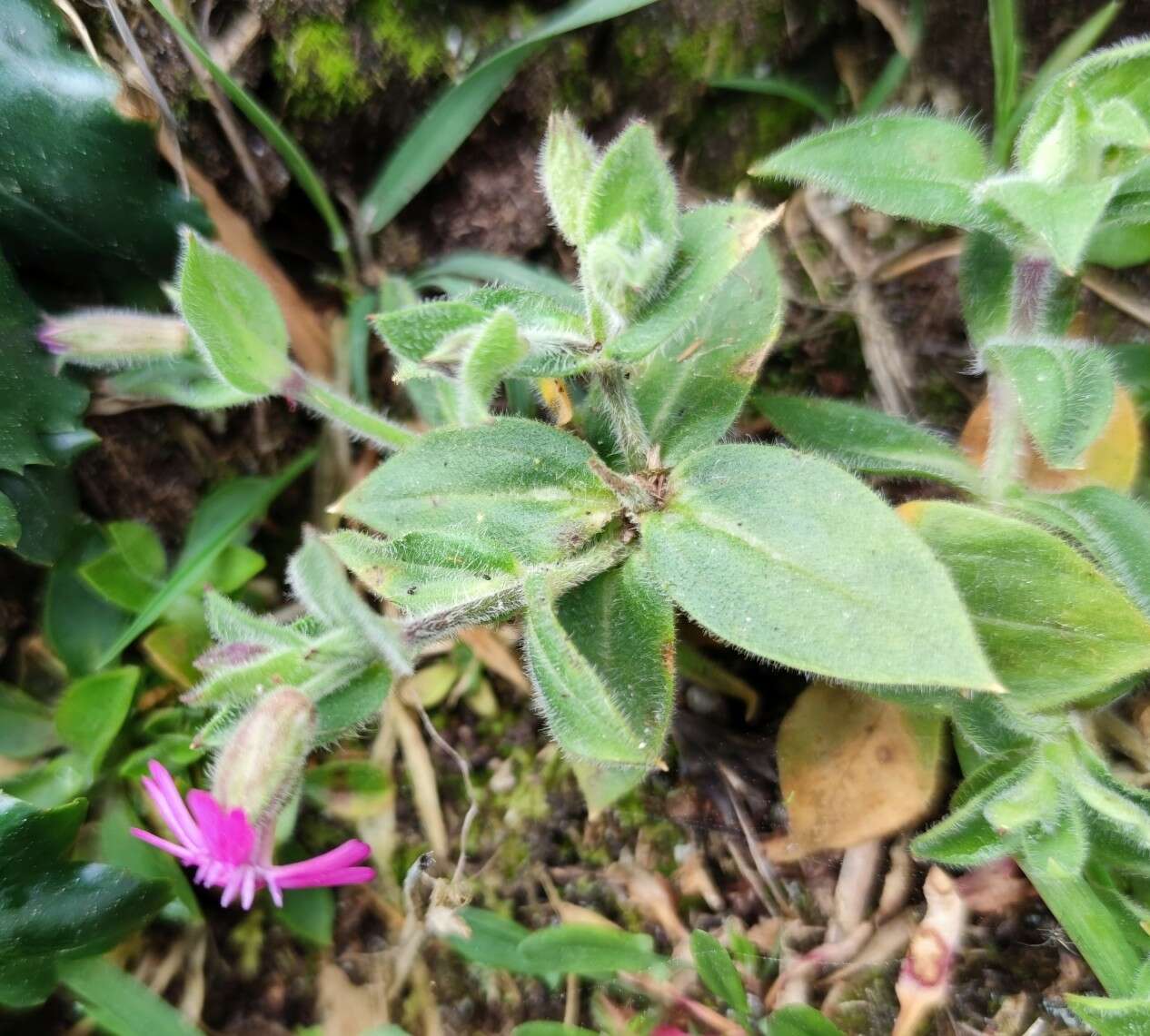 Image de Silene acutifolia Link ex Rohrb.