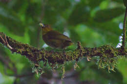 Chlorothraupis carmioli (Lawrence 1868)的圖片