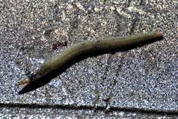 Image of Japanese sand lance