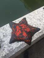 Image of Blue bat star