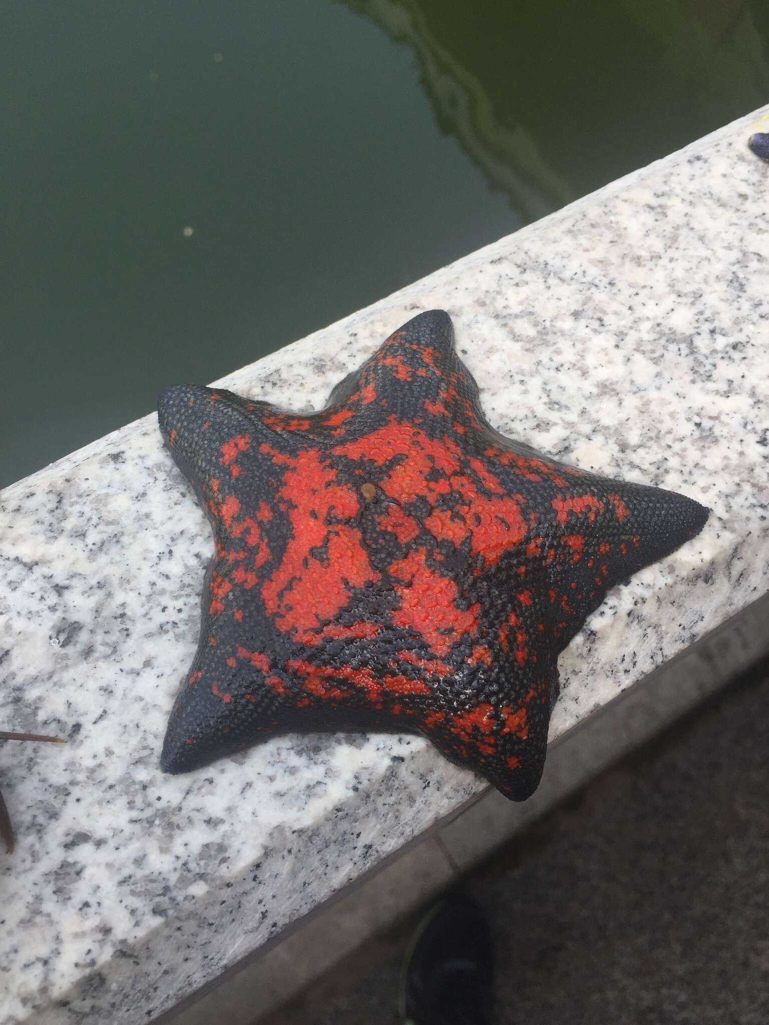 Image of Blue bat star