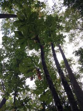 Image of Big-Leaf Magnolia