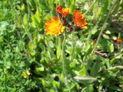 Imagem de Pilosella aurantiaca (L.) Sch. Bip., F. W. Schultz & Sch. Bip.