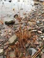 Image of Dentate umbrella sedge