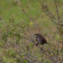 صورة Melospiza melodia mexicana Ridgway 1874