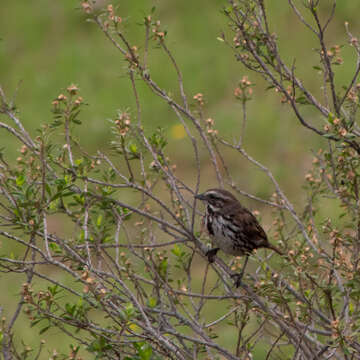 Image of Mexican Song Sparrow