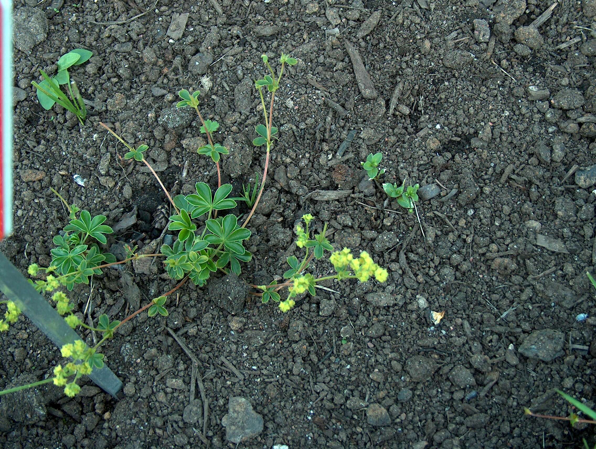 Image of Alpine Lady's-mantle