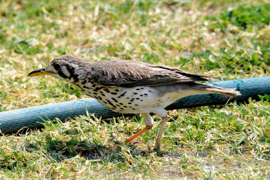 Plancia ëd Turdus litsitsirupa pauciguttatus Clancey 1956