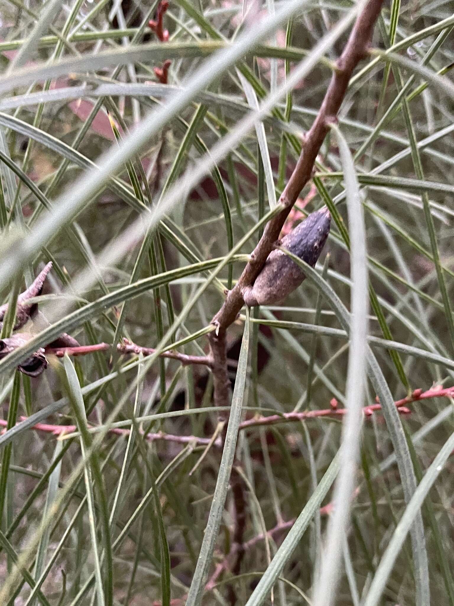 Image of Hakea ulicina R. Br.