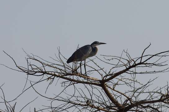 Image of Black-headed Heron